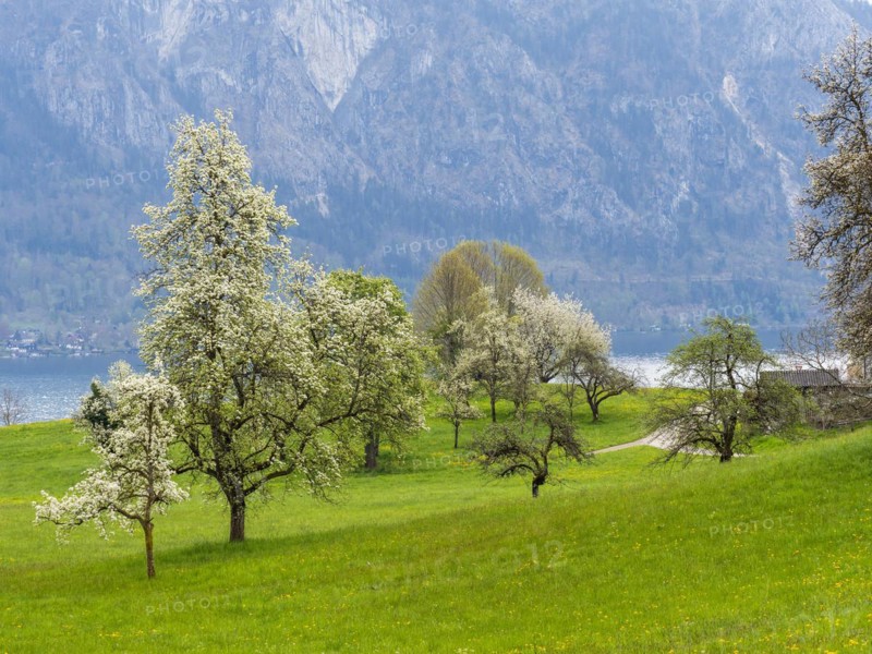 Meadow with blossoming fruit trees