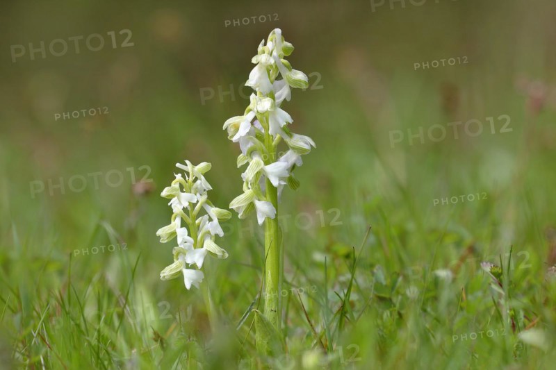 Green-winged orchid