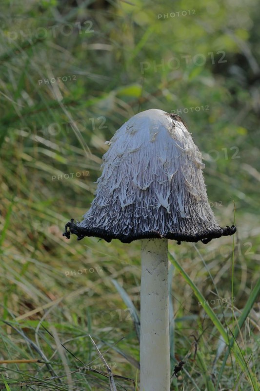 Shaggy ink cap