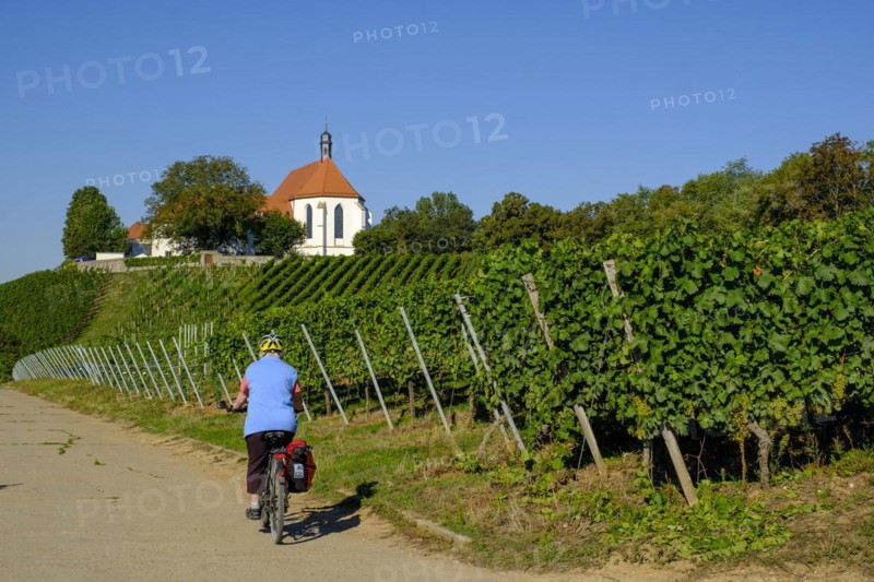 Bicyclists in the vineyard with Vogelsburg Castle with Church of the Protection of the Virgin Mary