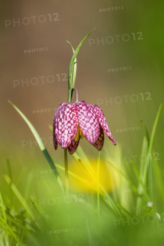 Snake's head fritillary