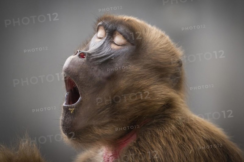 Djelada or gelada baboon