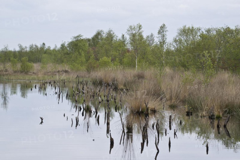 Moorland
