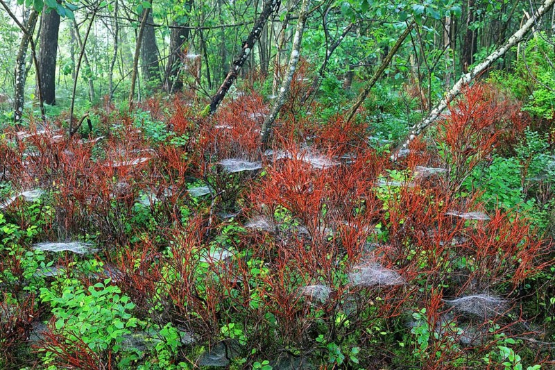 Common dogwood