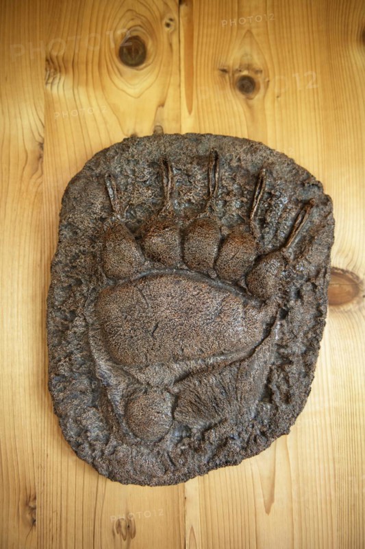 Plaster cast of a bear paw