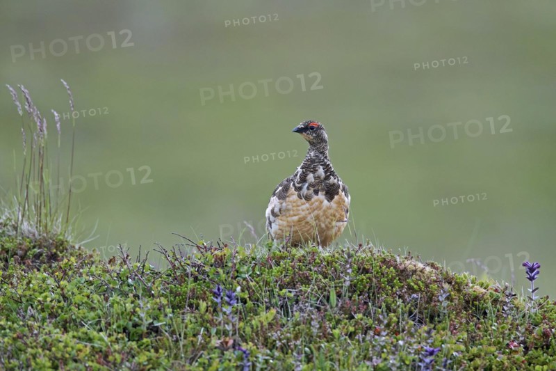 Icelandic rock ptarmigan