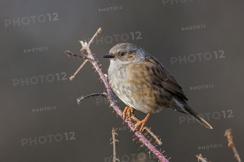 Dunnock