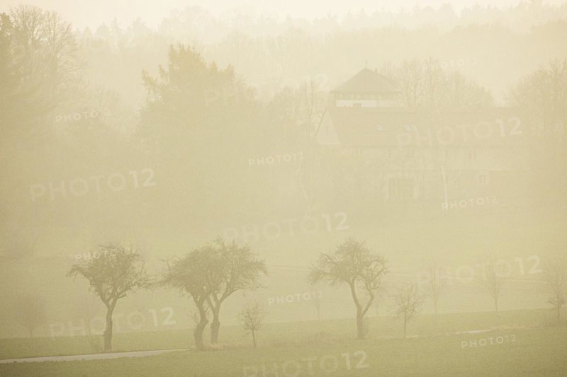 Trees stand out on a country road in the fog in Koenigshain