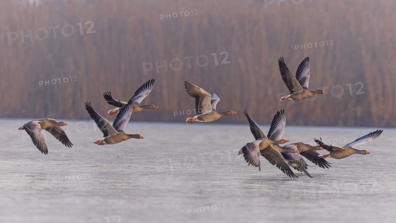 Greylag Goose