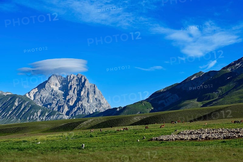 Herds of horses