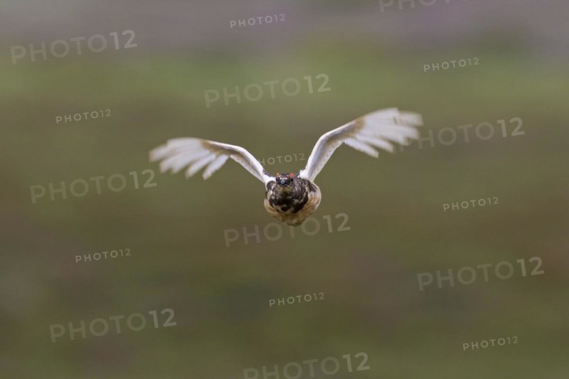 Icelandic rock ptarmigan