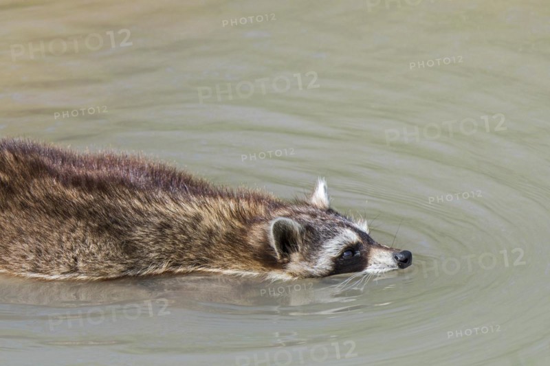 Common raccoon