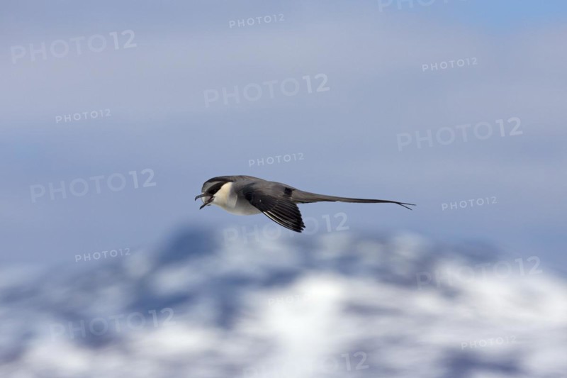Long-tailed skua
