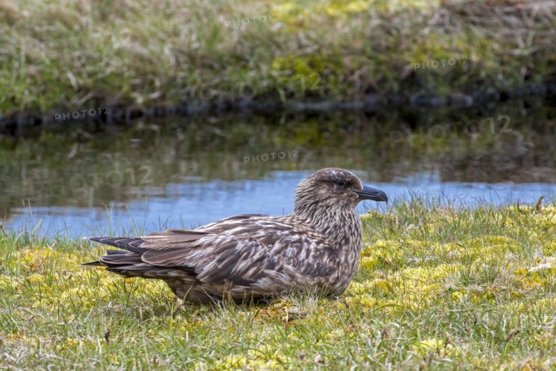 Great skua