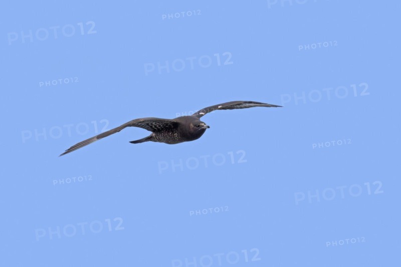 Immature Arctic skua