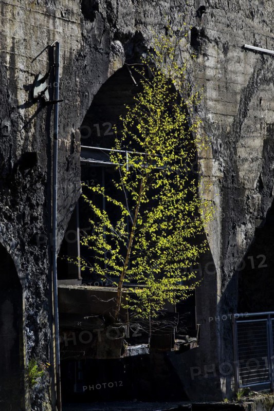 Birch as industrial pioneer