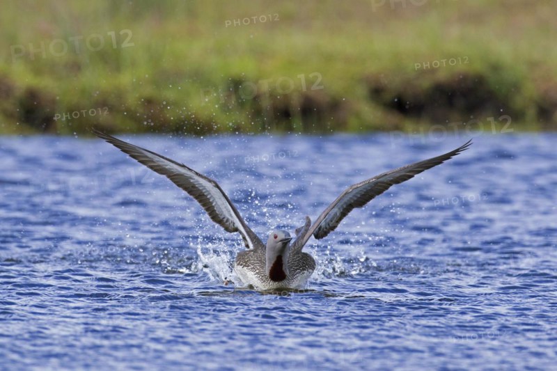Red-throated loon