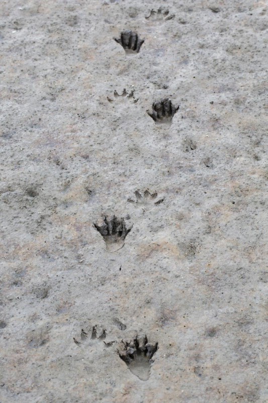 North American raccoon