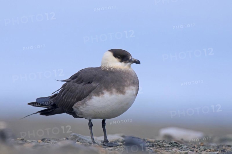 Arctic skua