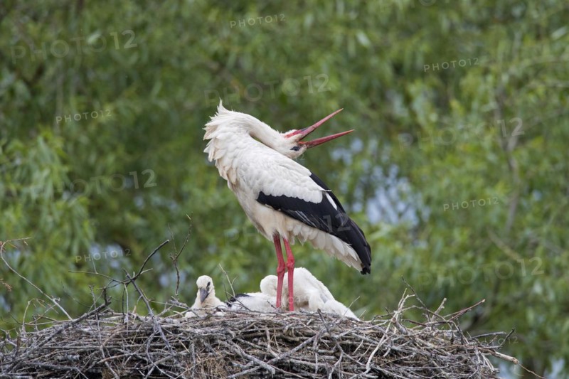 White storks