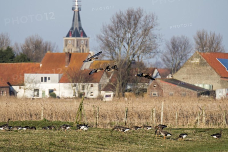 Flock of white-fronted geese