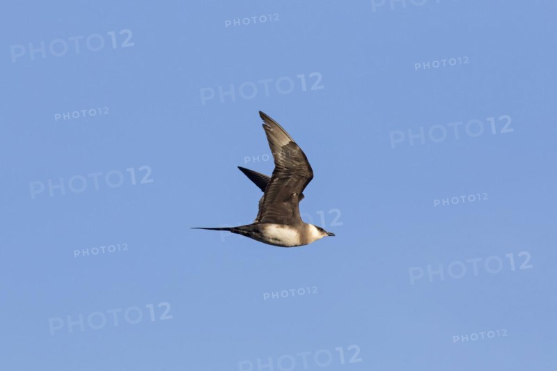Arctic skua