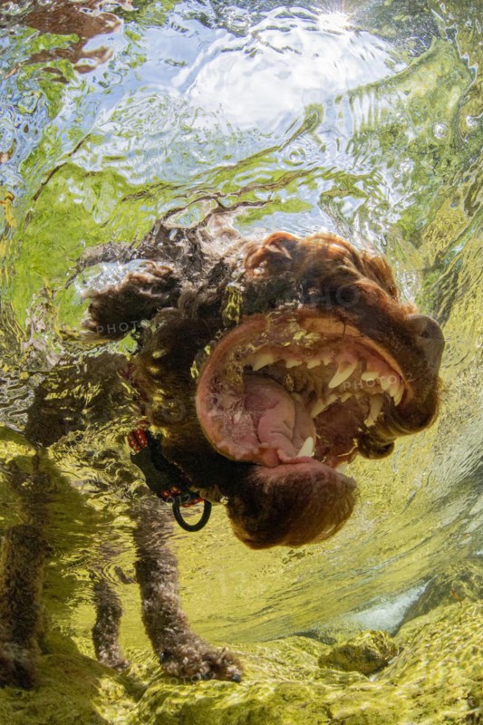 Underwater photo of a domestic dog Lagotto Romagnolo in a mountain stream