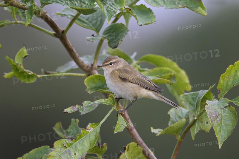 Siberian chiffchaff