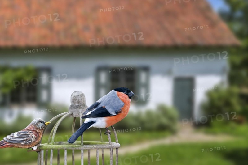 Eurasian bullfinch