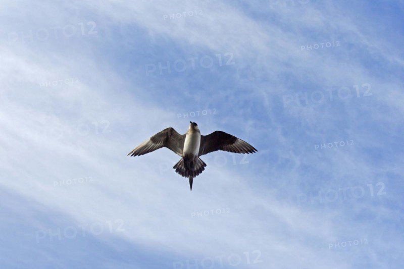 Arctic skua