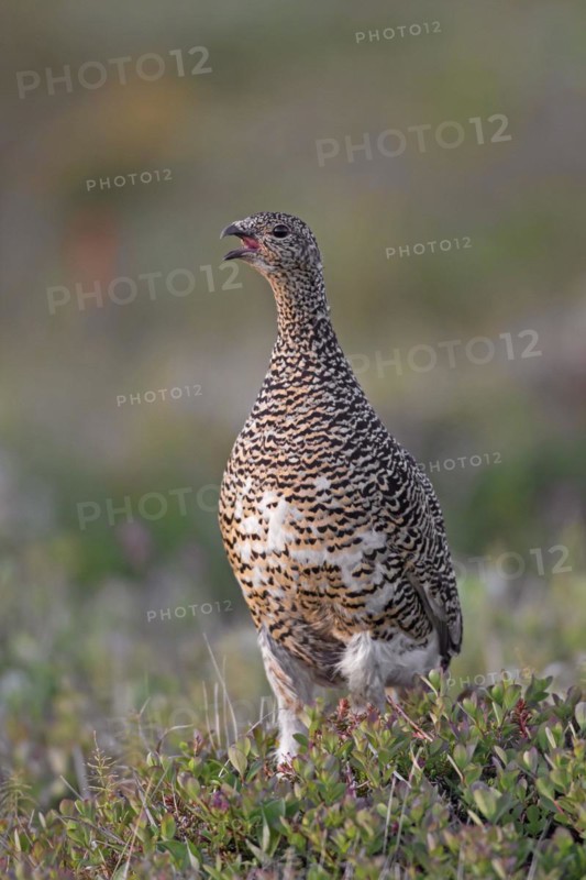 Icelandic rock ptarmigan