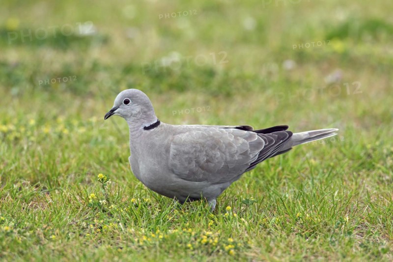 Eurasian collared dove