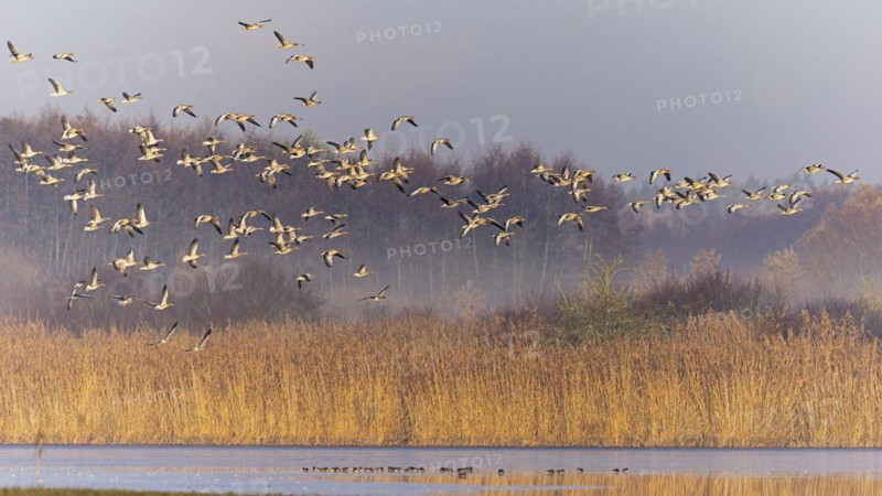Greylag Goose