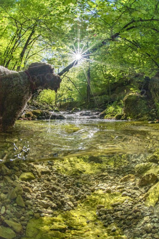 Underwater photo of a mountain stream in the Limestone Alps National Park with domestic dog Lagotto Romagnolo