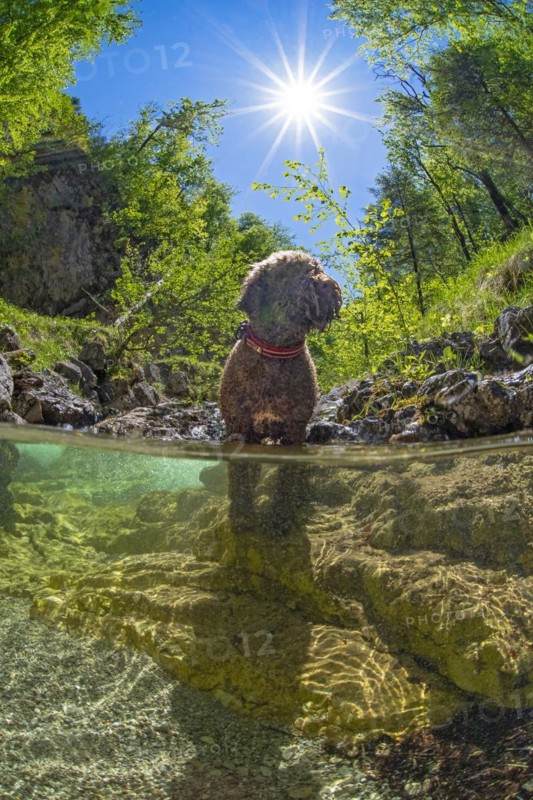 Underwater photo of a mountain stream in the Limestone Alps National Park with domestic dog Lagotto Romagnolo