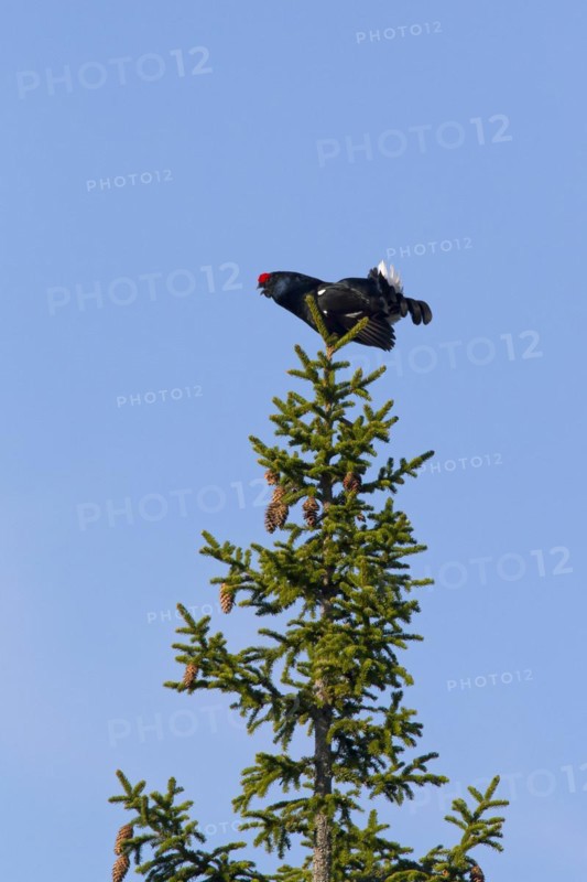 Black grouse