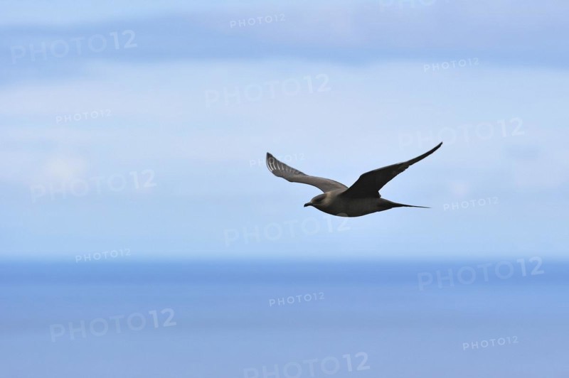 Arctic Skua