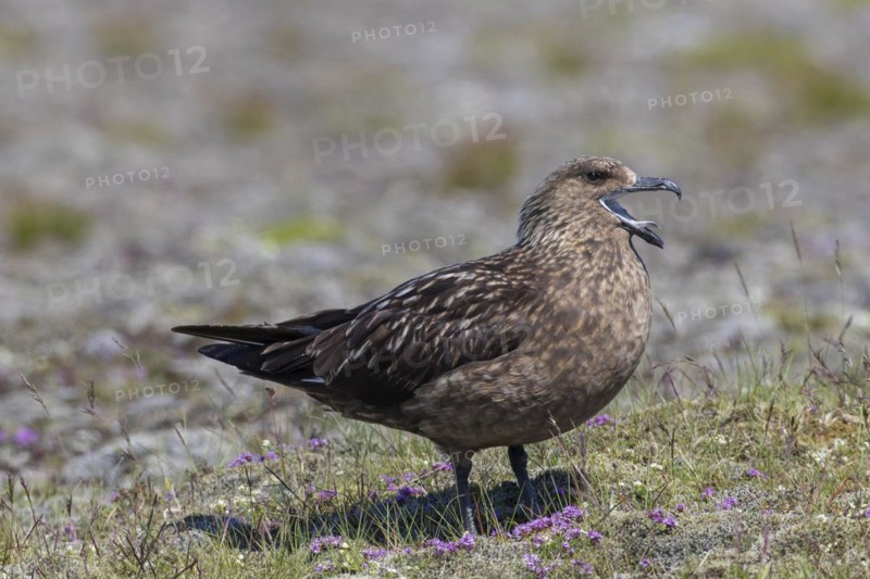 Great skua