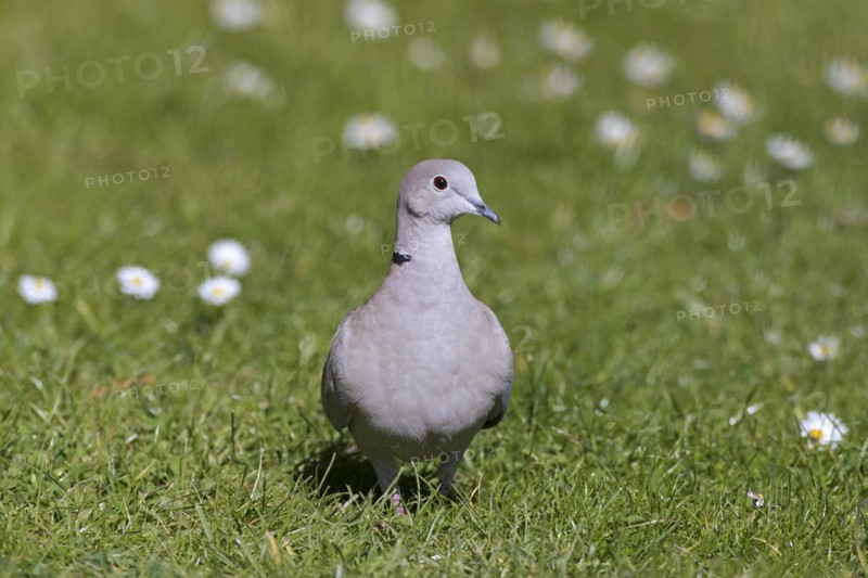 Eurasian collared dove