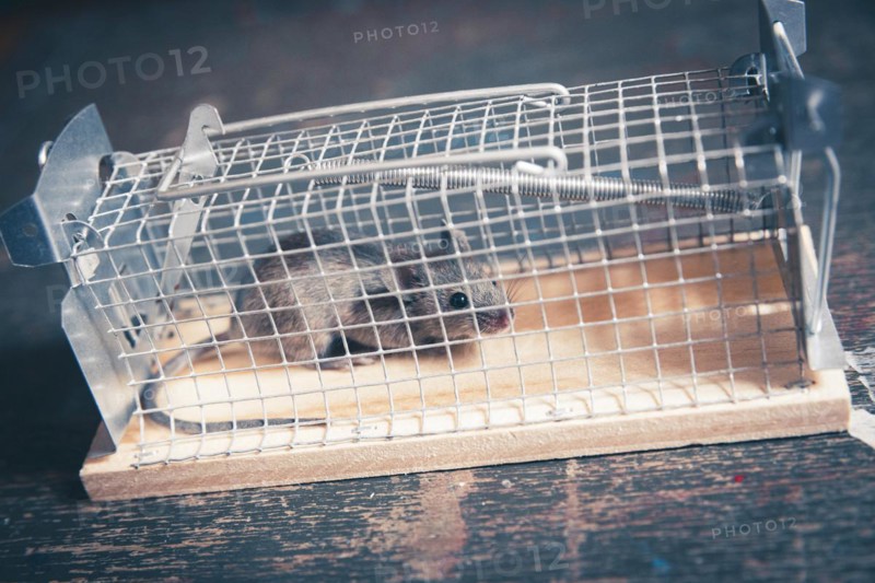 A mouse sits in a live trap for mice in Berlin. 18.04.2023.