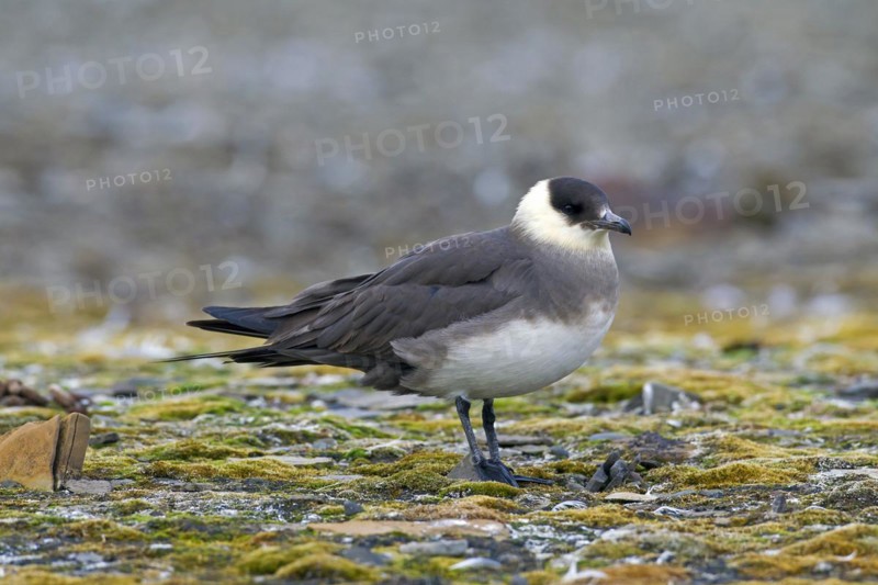 Arctic skua