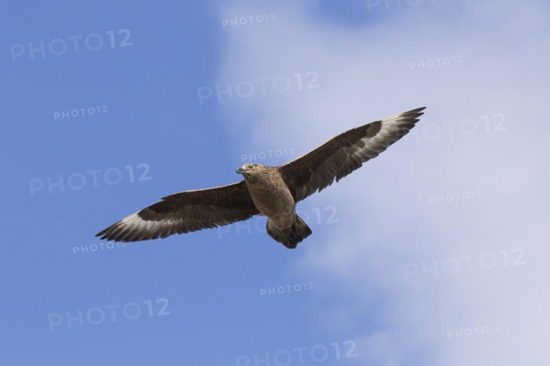 Great skua