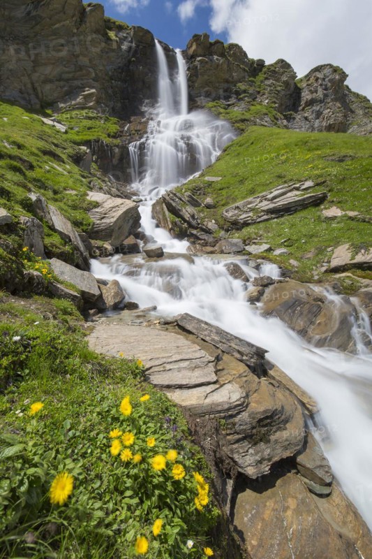 Alpine wildflowers blooming in front of the Nassfeld waterfall in the Hohe Tauern National Park