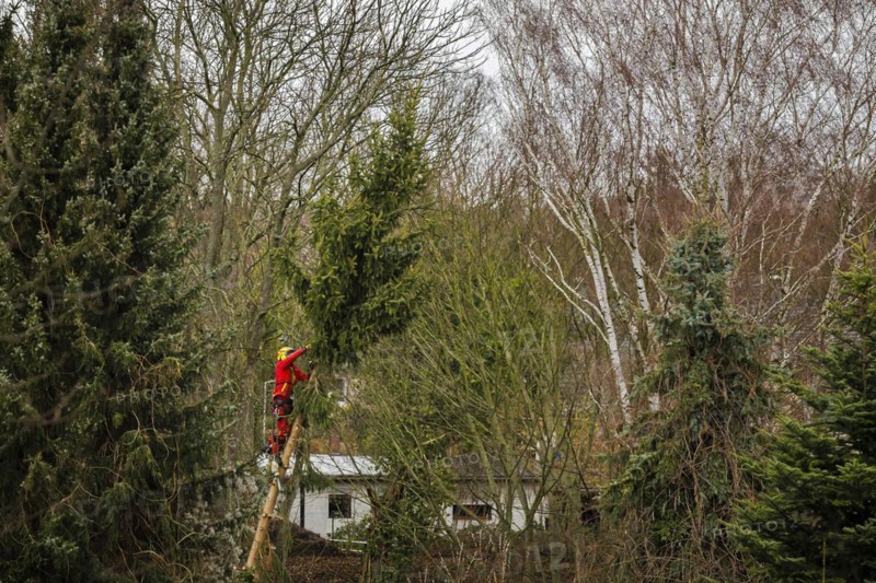 A tree climber cuts down a warped tree with a chainsaw in the Reinickendorf district of Berlin. The hurricane ' Ylenia ' is currently also causing obstructions in Berlin due to fallen trees. Berlin