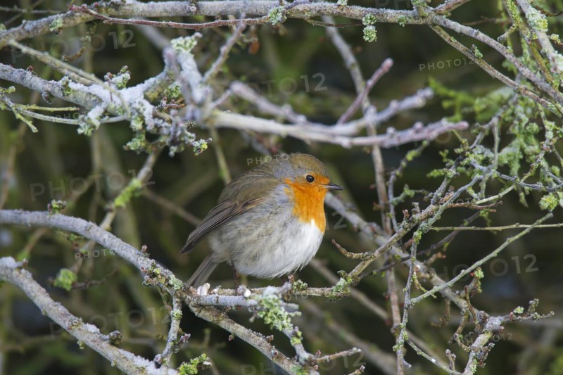 European robin
