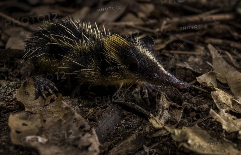 Striped duck trek in the coastal forests of Masoala National Park in north-eastern Madagascar