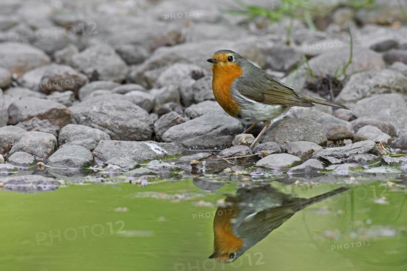 European robin