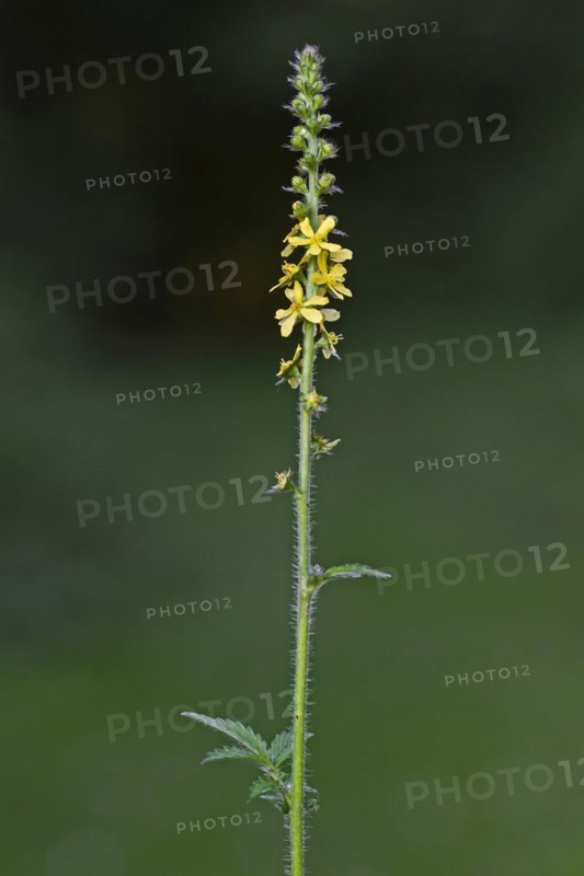 Common agrimony