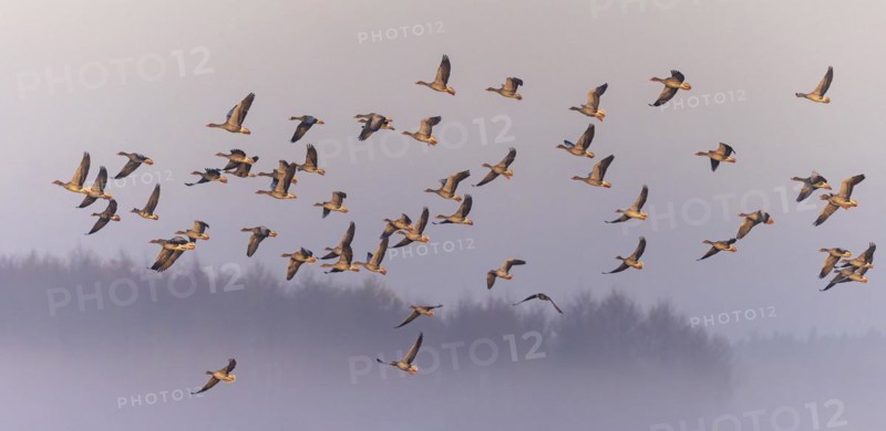 Greylag Goose
