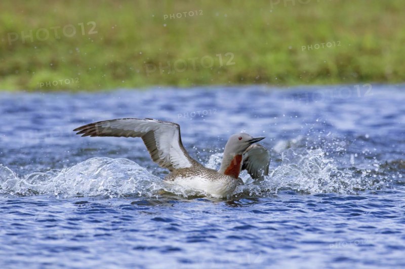 Red-throated loon
